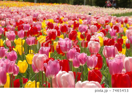 滝野すずらん丘陵公園　チューリップ 7465453