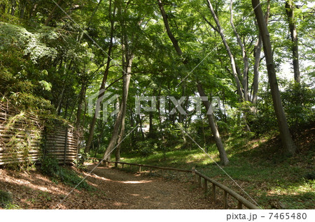 谷保の城山　国立 7465480