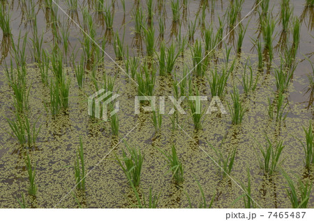 早苗　八王子市 7465487