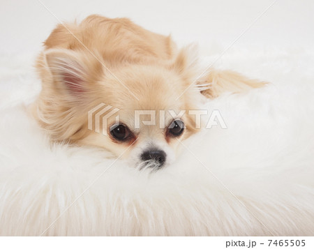 伏せたチワワの写真素材 [7465505] - PIXTA