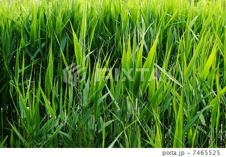 植物の背景素材・青々とした葦の茂み・横位置 7465525