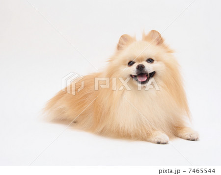微笑むポメラニアン 7465544