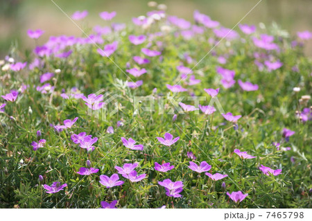 フウロソウ 7465798