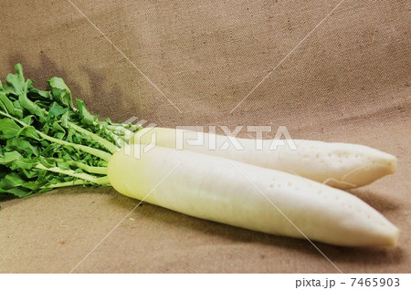 冬野菜・葉付き大根２本横から全身・麻布バック横位置水平 7465903