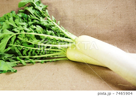 冬野菜・葉付き大根2本葉側上部・麻布バック横位置アップ 冬野菜・葉付き大根2本葉側上部・麻布バック横位置アップ 7465904
