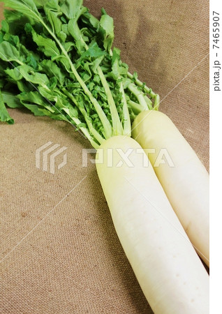 冬野菜・葉付き大根2本葉側上部・麻布バック縦位置俯瞰アップ 冬野菜・葉付き大根2本葉側上部・麻布バック縦位置俯瞰アップ 7465907