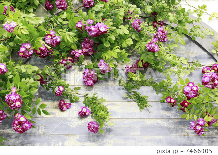ピンクの蔓薔薇 ピンクの蔓薔薇 7466005