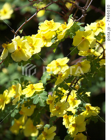 カナリー・バード カナリー・バード 7466030