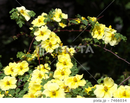 カナリー・バード カナリー・バード 7466034