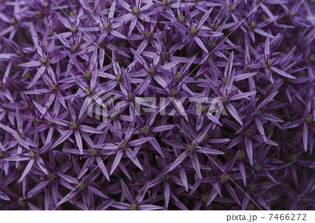 大輪アリウム 7466272