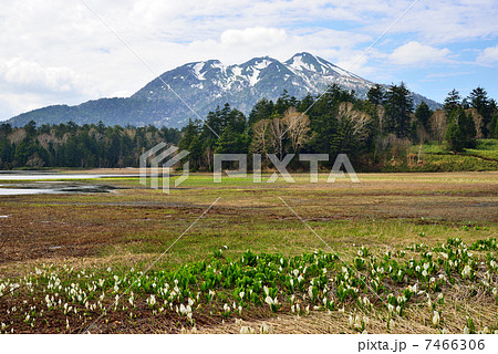 水芭蕉と大江湿原 7466306