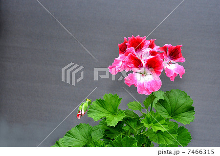 ゼラニウム ゼラニウム 7466315