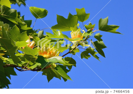 百合の木の花 百合の木の花 7466456