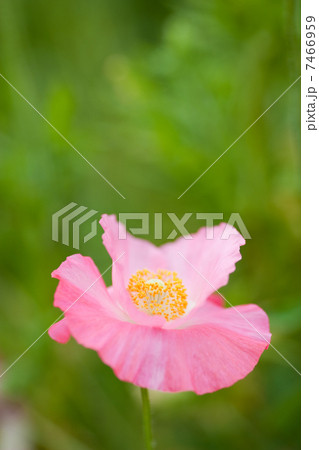 春の花 春の花 7466959