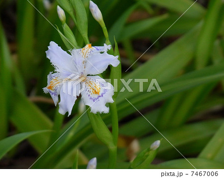 シャガの花 シャガの花 7467006