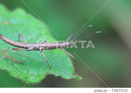 トゲナナフシの幼虫 7467010