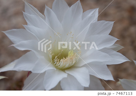 サボテンの花アップ 7467113