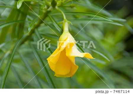 キバナキョウチクトウの花 キバナキョウチクトウの花 7467114