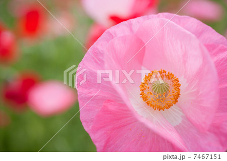 春の花 春の花 7467151