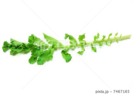 葉の背景素材・大根葉の内側の１本・白バック横位置水平 7467165