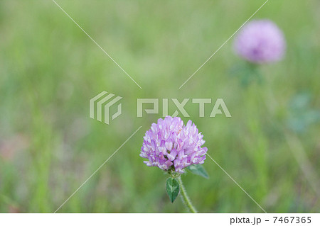 春の花 春の花 7467365