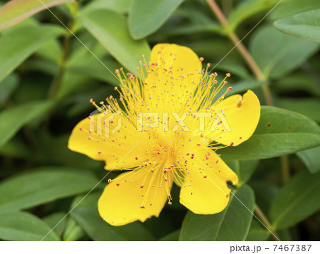ヒペリカム・カリシナム ヒペリカム・カリシナム 7467387