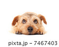 ノーフォークテリア 7467403