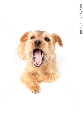 ノーフォークテリア 7467409