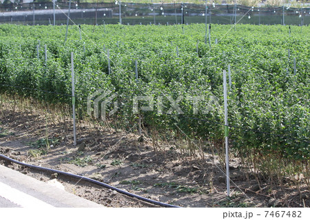 菊栽培 菊栽培 7467482