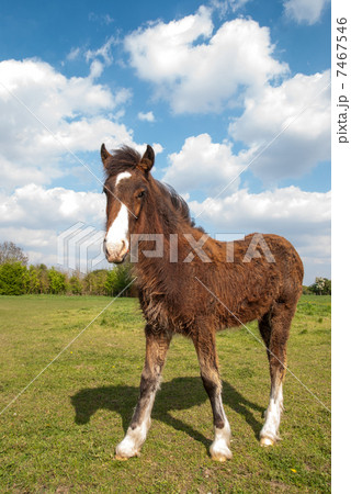 草原の子馬 7467546