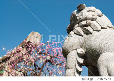 菅大臣神社 狛犬 菅大臣神社 狛犬 7467574