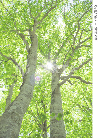 ブナの新緑 7467945