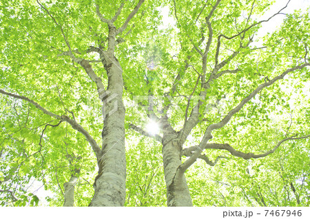 ブナの新緑 7467946