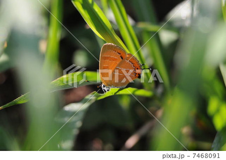 アカシジミ アカシジミ 7468091