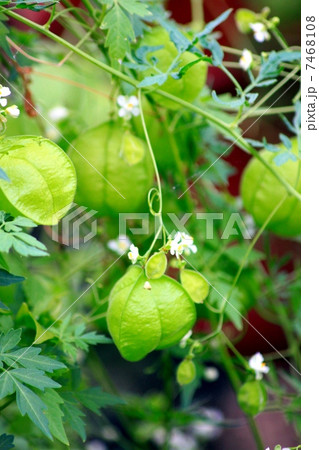 ふうせんかずら　風船蔓 7468108