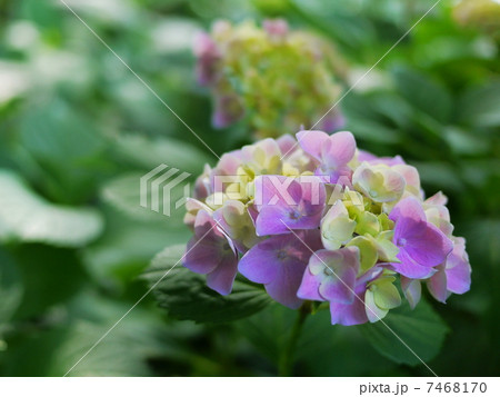 紫陽花 紫陽花 7468170