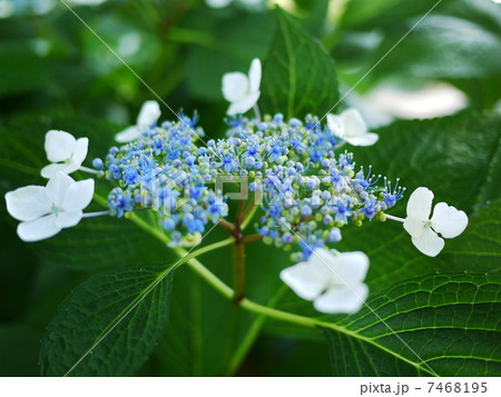 紫陽花 紫陽花 7468195