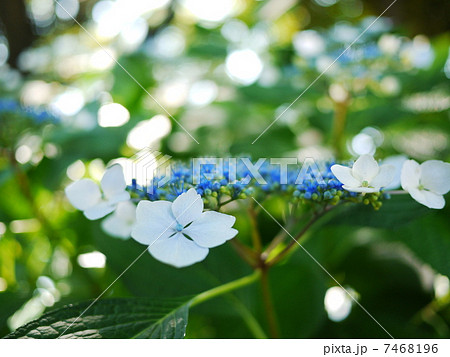 紫陽花 紫陽花 7468196