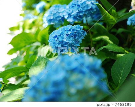 紫陽花 7468199