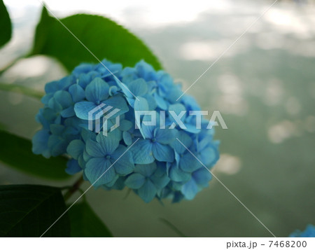紫陽花 7468200