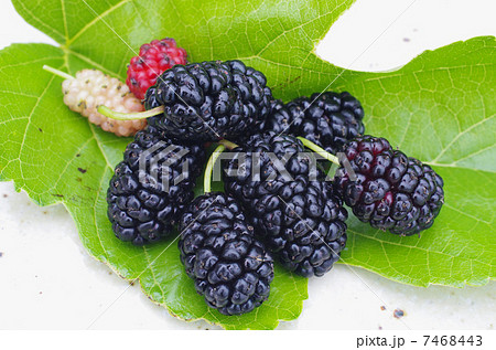 見直されるクワの実パワー 7468443