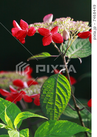 紅（クレナイ）ヤマアジサイ 7468449