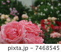 雨上がりのピンクの薔薇 7468545