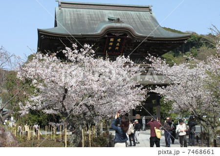 鎌倉五山第一位の建長寺のサクラ１ 7468661