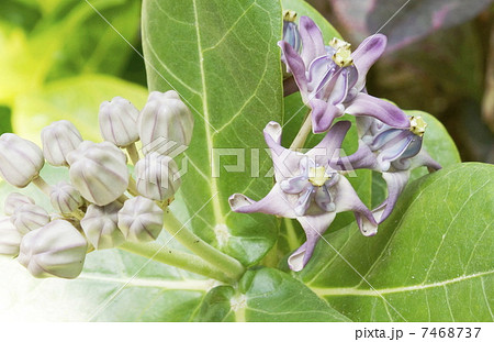 カロトロビス・ギガンテア 7468737