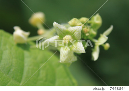 アレチウリの花（雄花） 7468844