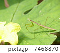 カマキリ 7468870