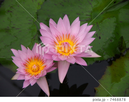 睡蓮　ジェネラルパーシング 7468878