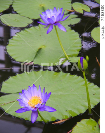 睡蓮　ギガンティア 7468880