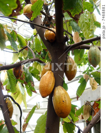 カカオの木 カカオの木 7468881
